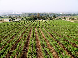 Nashik Valley Wine 1