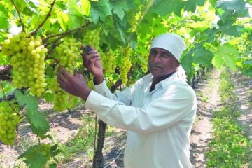 Nashik Grapes Farmer