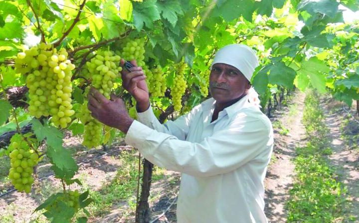 Nashik Grapes Farmer