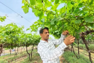 Nashik Grapes Farming