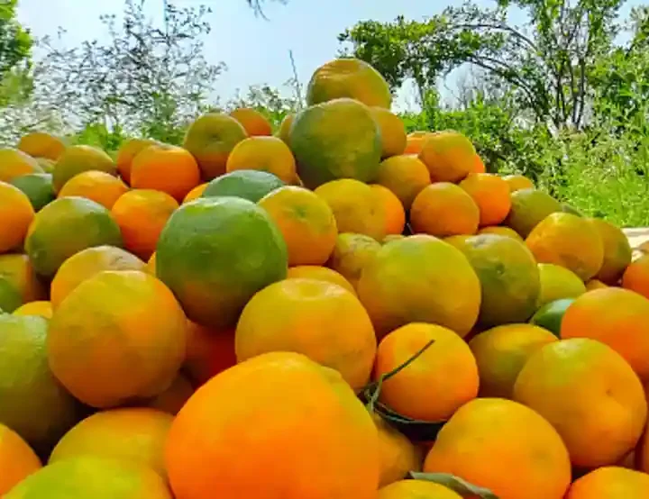 nagpur orange maharastra