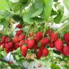 Mahabaleshwar Strawberry