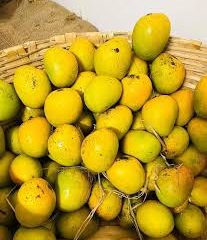 Mankurad mango gi tag