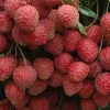 Shahi Litchi